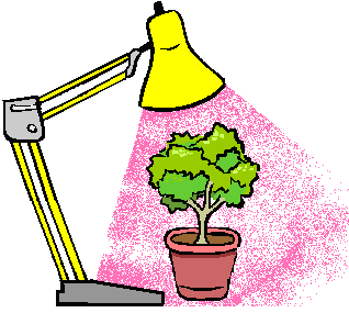 Plant growth and coloured light